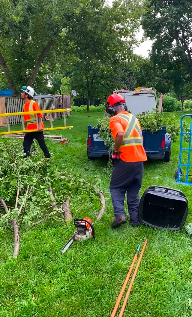 Tree service523494017593528323