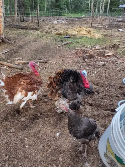 Turkeys for sale, View more