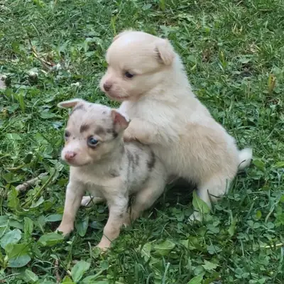 Chihuahua Puppies & 1yo, View more