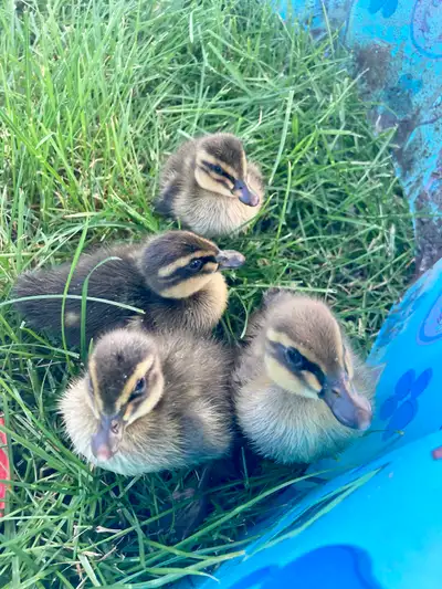 4 ducklings available, $10 each or $35 for all 4. Prefer to sell together, they’re all full siblings...