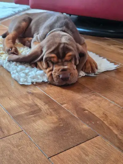CKC bloodhound puppies 2 left!, View more