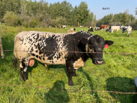 Speckle Park Bulls for Sale