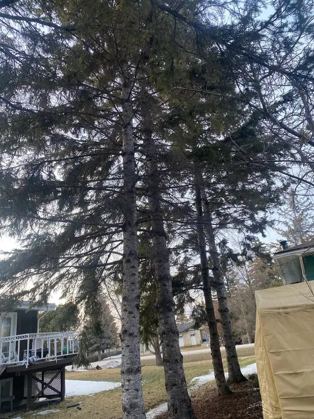 Clear View Tree  Service/mergency services/ Hauling/ Stump grind62863251792643122