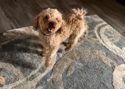 Full bred Miniature Poodle “Teddy.” 5 years old and around 12lbs. Teddy is friendly and respectful....