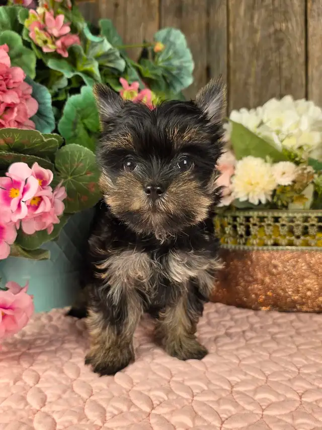chiot Yorkshire, Yorki puppy in Dogs & Puppies for Rehoming in Longueuil / South Shore - Image 4