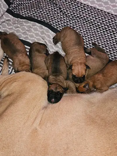 Purebred English Mastiff puppies, View more