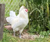 Purebred show quality Ameraucuna hatching eggs 