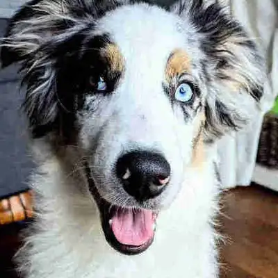 7month old Blue Eyed Aussie Pure Bred, View more