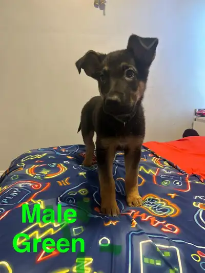 Mom German Shepherd Dad King Shepherd 1 Male left puppies ready to go