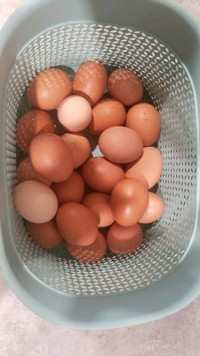 Eggs 4 sale