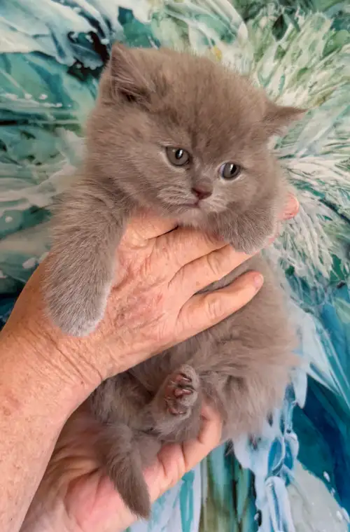 ***ONLY 3 LEFT!*** These gorgeous British Shorthair babies are READY NOW! These little babies will h...