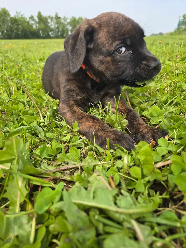 Cane Corso Puppies - 7 Weeks Old in Dogs & Puppies for Rehoming in Barrie - Image 5