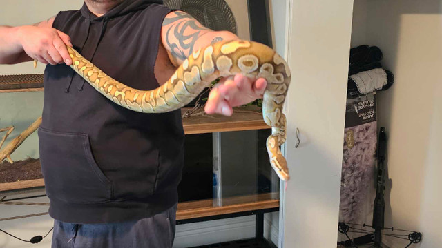 Ball python  in Reptiles & Amphibians for Rehoming in Abbotsford
