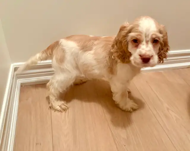 Very Sweet Lovable Cockapoo puppies in Dogs & Puppies for Rehoming in City of Toronto - Image 2