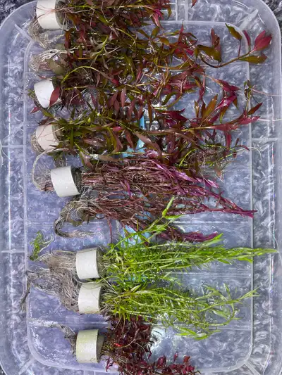 Quality Aquarium Plants for sale, View more