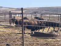 Bison Cows