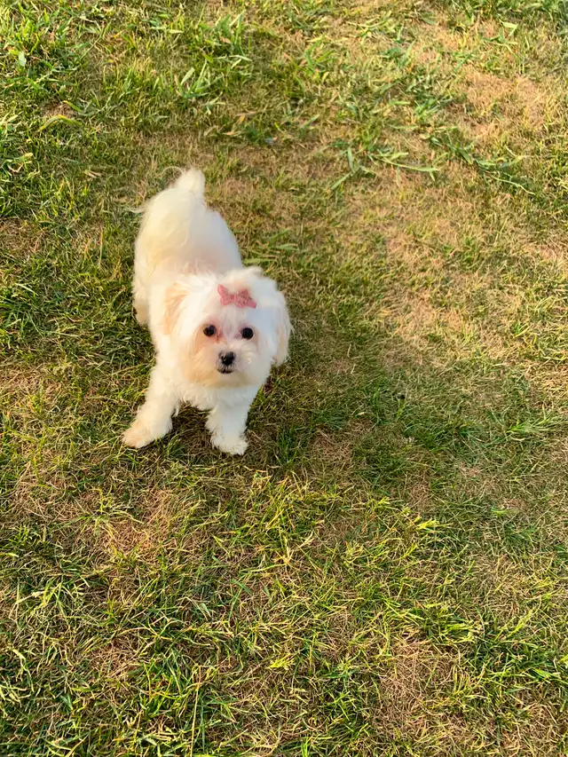 Maltipoo older pup in Dogs & Puppies for Rehoming in Edmonton - Image 8