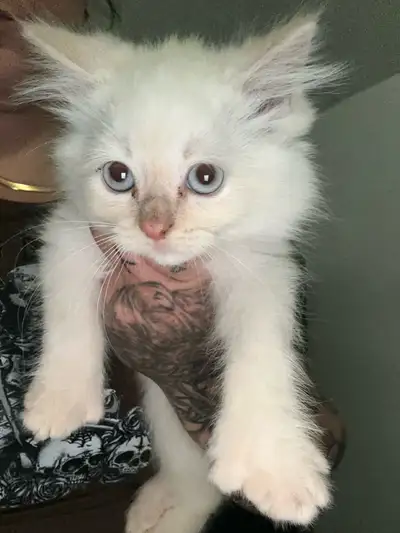 3 femelle HL X yeux bleu pattes polydactil prêtes a partir vermifuge ok enfants et chien ❤️