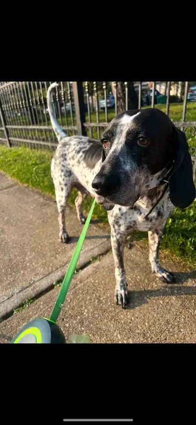 Sweet Dog for Rehoming, View more