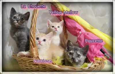 Beautiful Kittens, View more