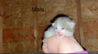 Free Male kitten :)