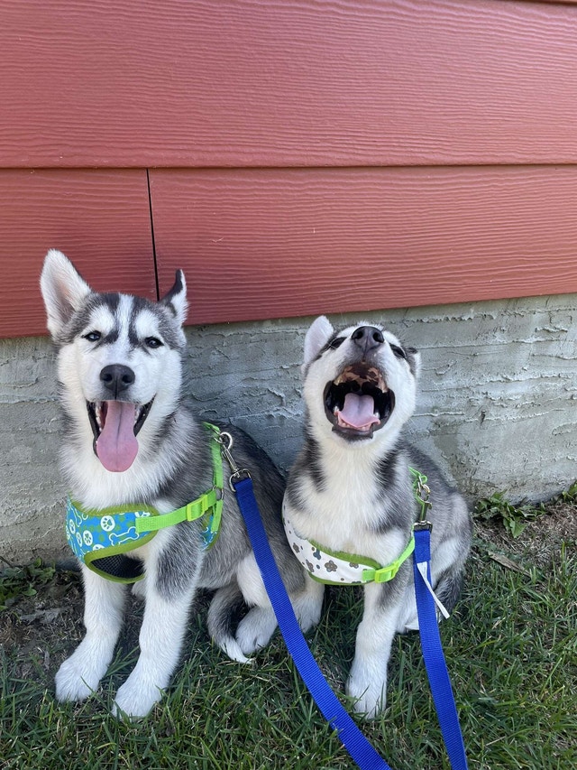 Pure siberian Husky puppy’s needing a home Dogs & Puppies for