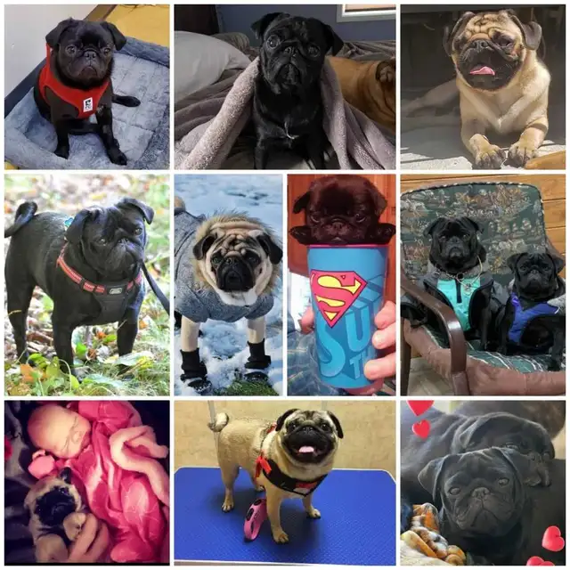 Quality Home Raised Pug Puppies in Dogs & Puppies for Rehoming in City of Toronto - Image 6