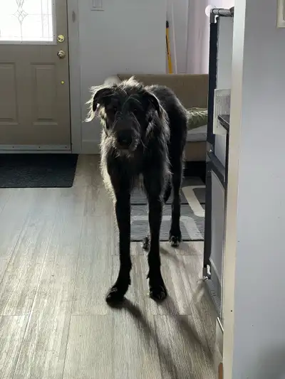 With a heavy heart, Grim, our one year old Irish Wolfhound needs to be rehomed. There will be a reho...