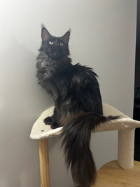Female Maine coon
