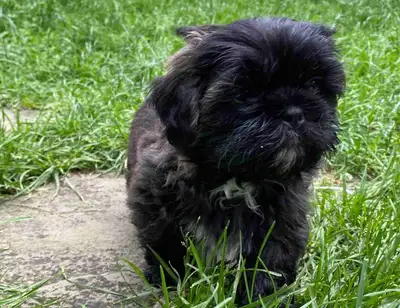 Pure breed shih tzu puppies available I have 2 male they are ready to go them new home The pups have...