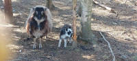 Sheep - ewes