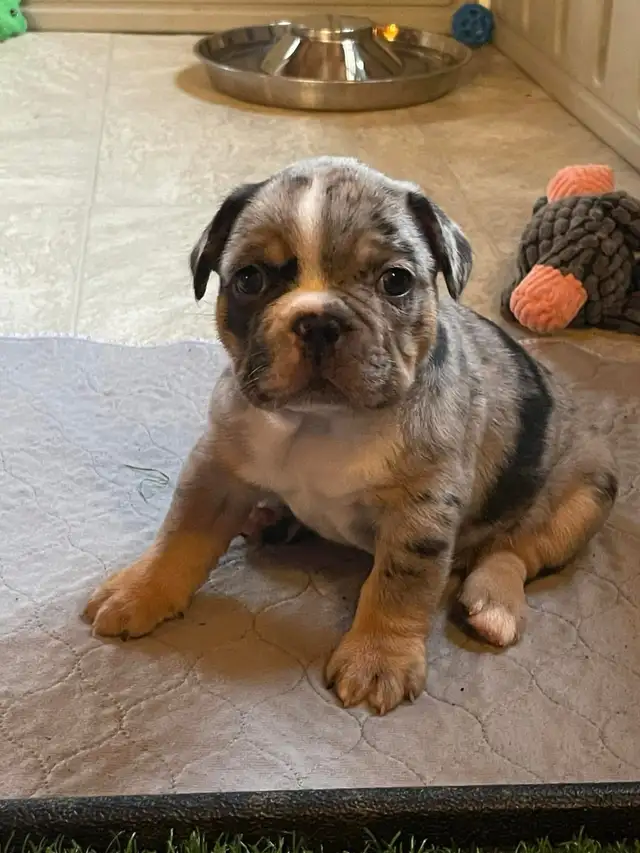 Pawdorabulls French Bulldogs - coming July 6 and July 9!!!! in Dogs & Puppies for Rehoming in Ottawa - Image 6