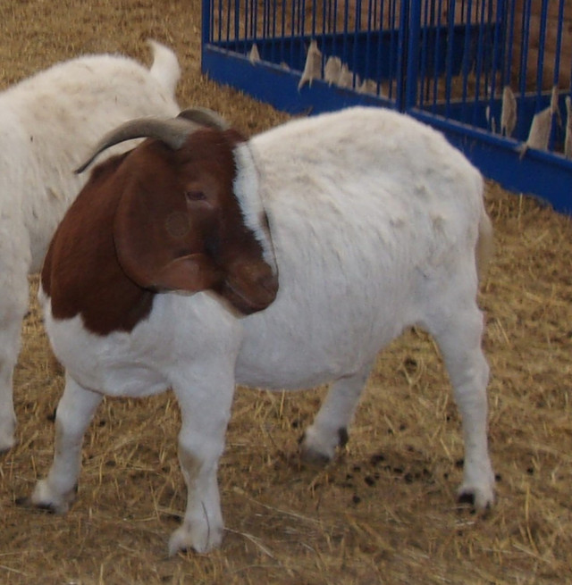 CMGA REGISTERED BOER GOATS in Livestock in Peterborough - Image 2