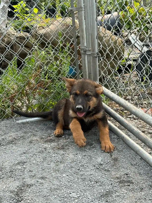 CHIOT BERGER ALLEMAND in Dogs & Puppies for Rehoming in Drummondville - Image 3
