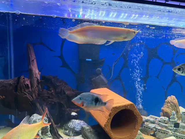 plusieurs  Arrowana  in Fish for Rehoming in Laval / North Shore - Image 2