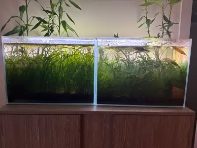 Plants, fish, two 25 gallon aquariums, grow light, aquarium water test kits food, water treating che...