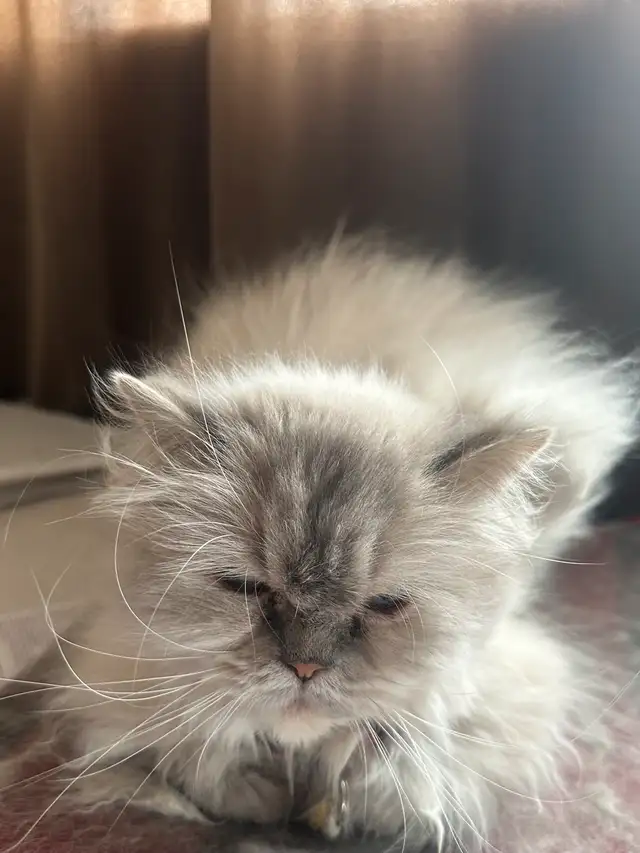 Hamalyne female cat for sale in Cats & Kittens for Rehoming in City of Montréal - Image 4