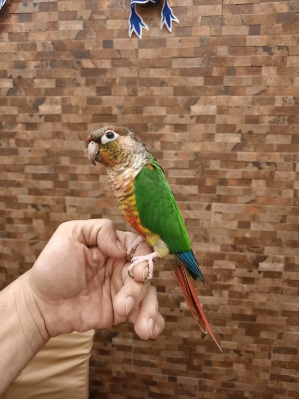 2 conure pair in Birds for Rehoming in Delta/Surrey/Langley - Image 4