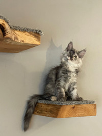 TICA Registered Maine coon kittens