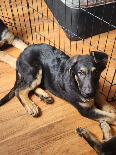 Chiots berger allemand, View more