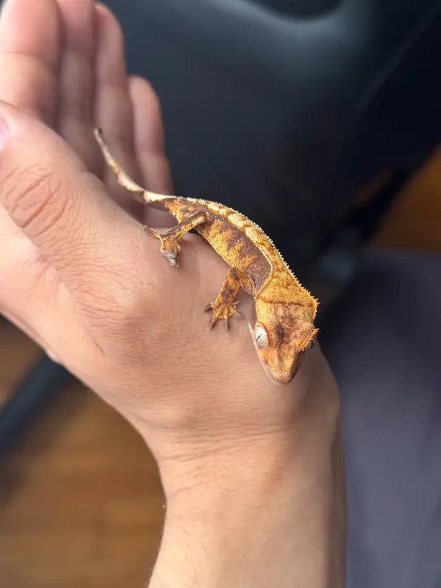 Tri-Color Extreme Harlequin Crested Gecko in Reptiles & Amphibians for Rehoming in City of Montréal - Image 7