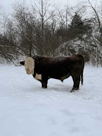 Hereford bull for rent, View more