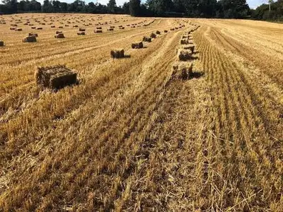 straw square bales, View more
