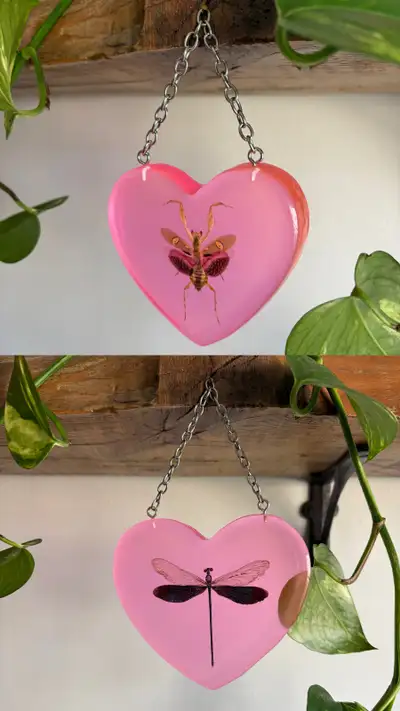 Price: $80–$90 (depending on size) Description: Instead of a traditional pinned specimen display, th...