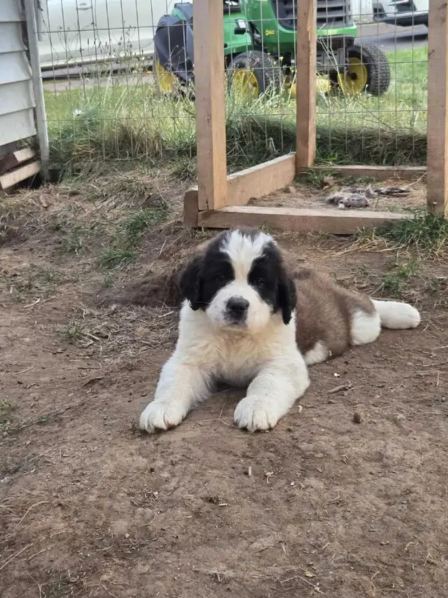 BEAUTIFUL SAINT BERNARD PUPPIES in Dogs & Puppies for Rehoming in Moncton - Image 8