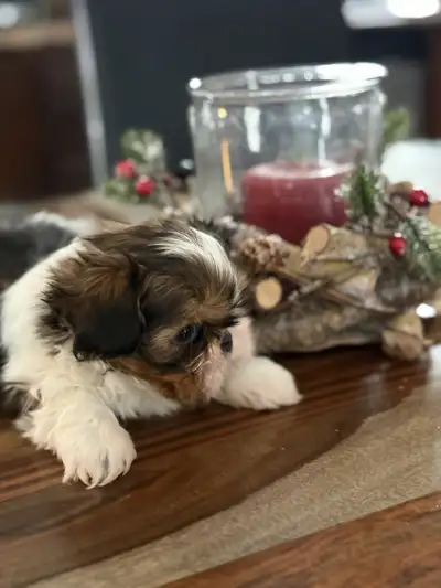 Shih Tzu Impérial, View more