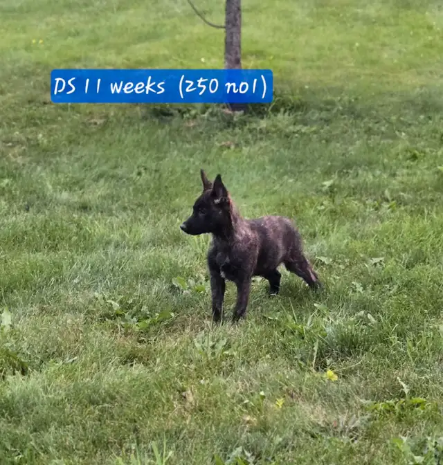 Dutch Shepherd Berger Hollandais Registered in Dogs & Puppies for Rehoming in Laval / North Shore - Image 10