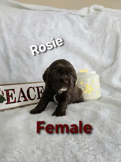 Purebred American Cocker Spaniel Puppies!, View more