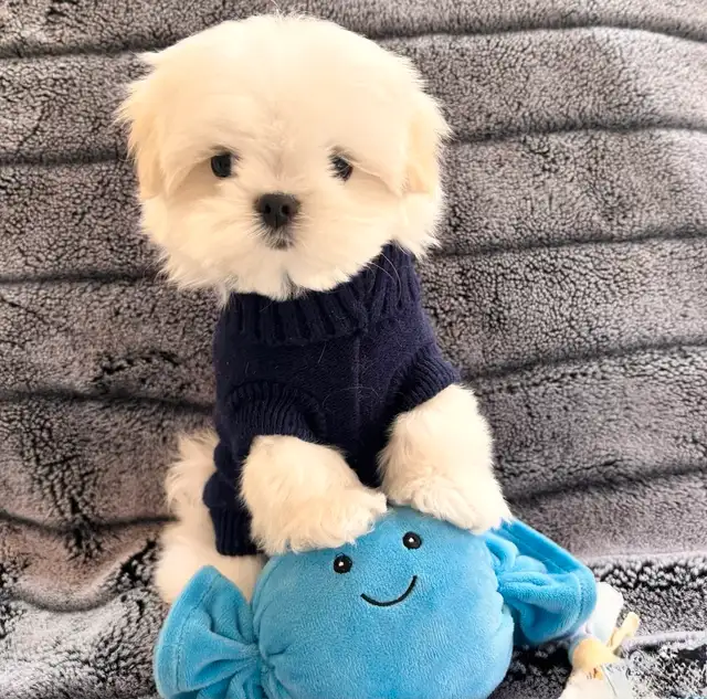 Maltese miniature amazing quality ,Bichon maltais ⭐️ in Dogs & Puppies for Rehoming in Laval / North Shore - Image 7