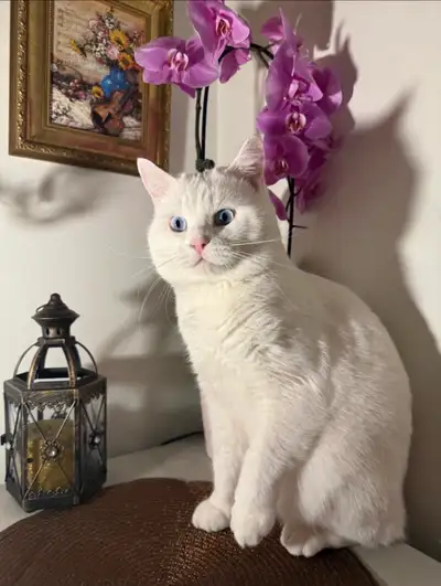 Adorable chaton British Shorthair., View more